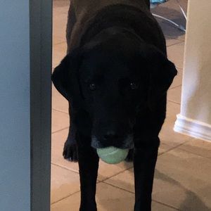 Meet your Posher, Alex